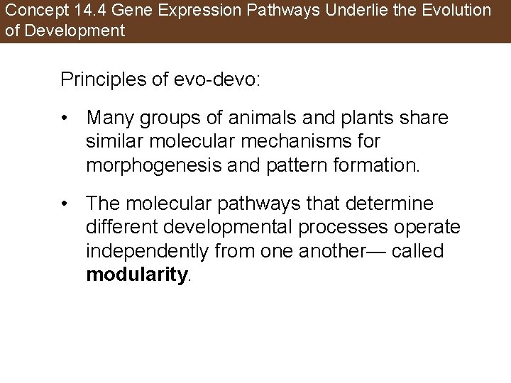 Concept 14. 4 Gene Expression Pathways Underlie the Evolution of Development Principles of evo-devo: