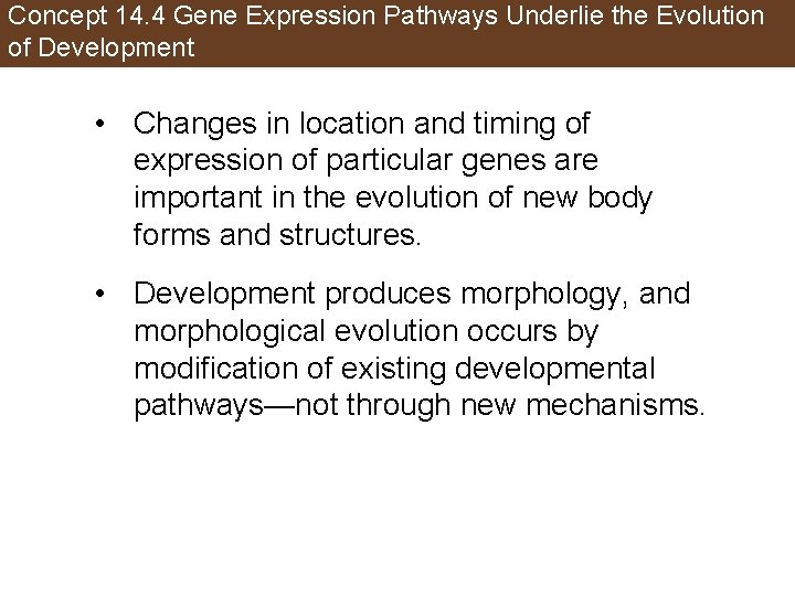 Concept 14. 4 Gene Expression Pathways Underlie the Evolution of Development • Changes in