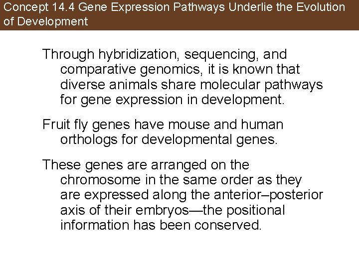Concept 14. 4 Gene Expression Pathways Underlie the Evolution of Development Through hybridization, sequencing,