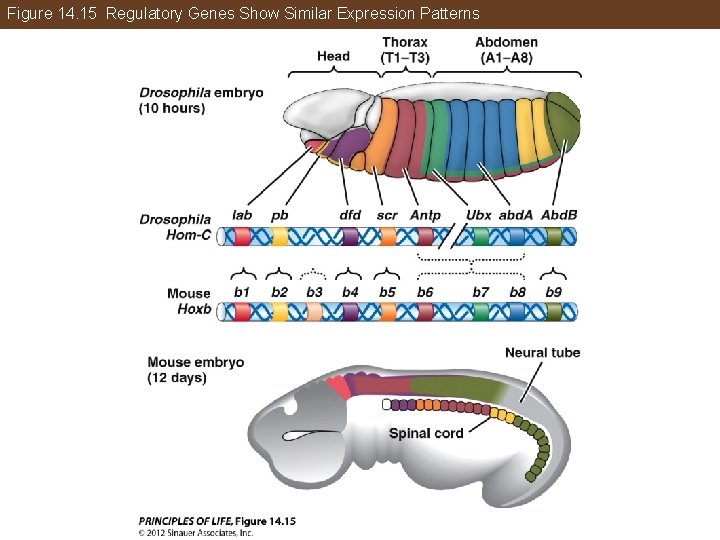 Figure 14. 15 Regulatory Genes Show Similar Expression Patterns 