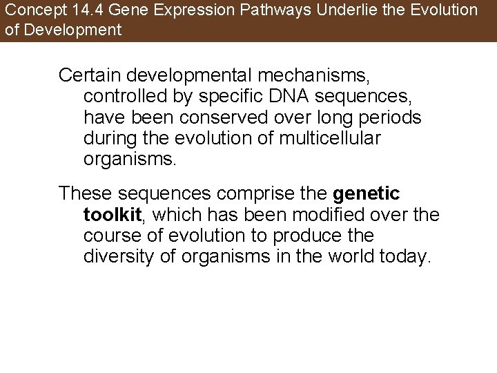 Concept 14. 4 Gene Expression Pathways Underlie the Evolution of Development Certain developmental mechanisms,