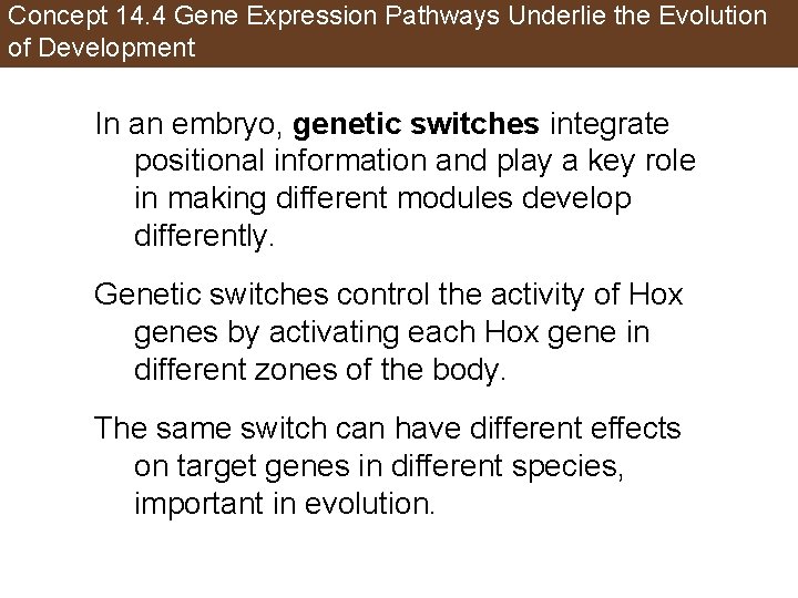 Concept 14. 4 Gene Expression Pathways Underlie the Evolution of Development In an embryo,