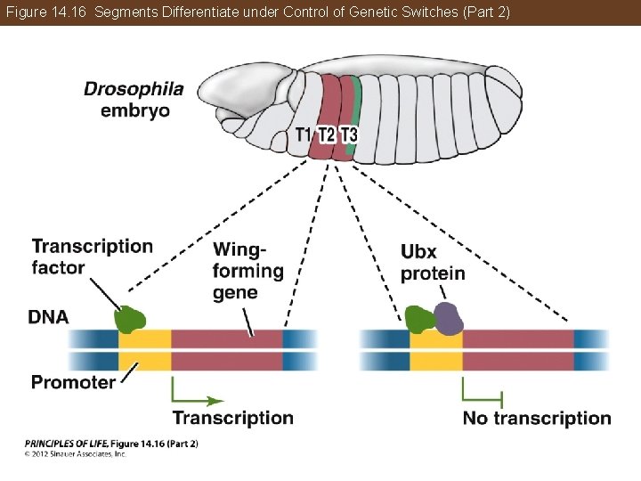 Figure 14. 16 Segments Differentiate under Control of Genetic Switches (Part 2) 