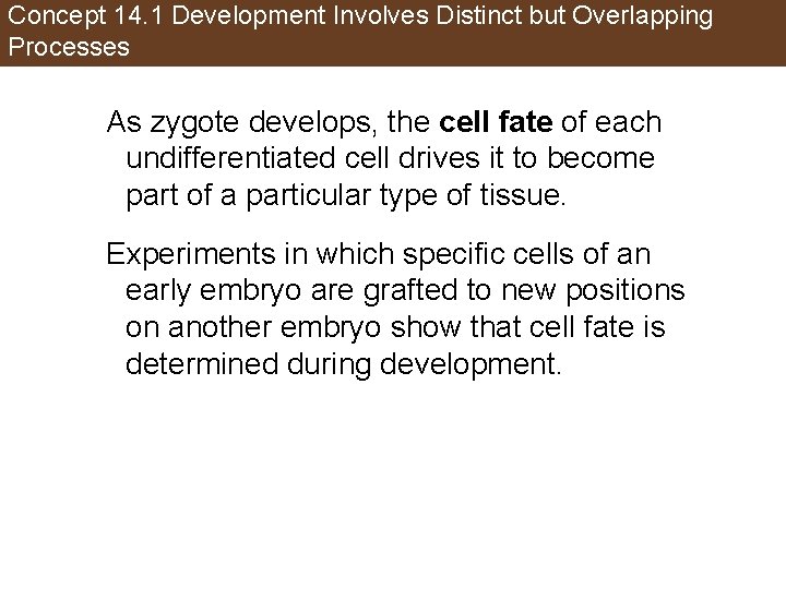 Concept 14. 1 Development Involves Distinct but Overlapping Processes As zygote develops, the cell