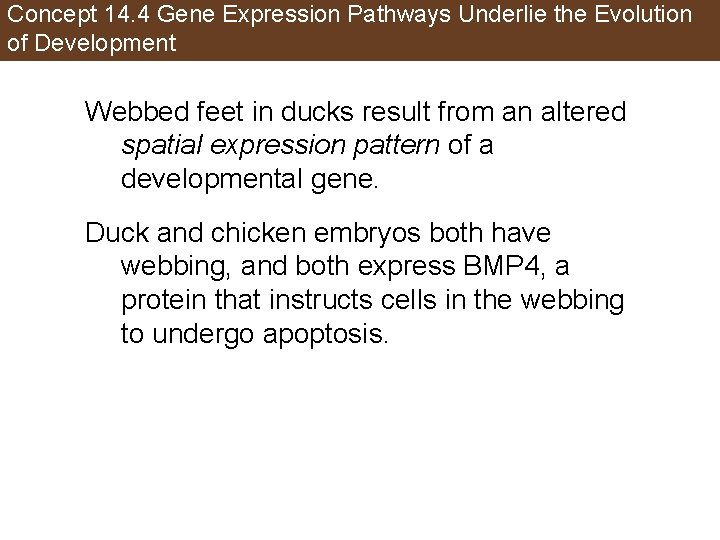 Concept 14. 4 Gene Expression Pathways Underlie the Evolution of Development Webbed feet in