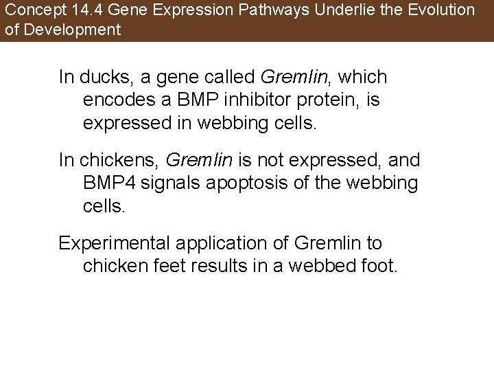Concept 14. 4 Gene Expression Pathways Underlie the Evolution of Development In ducks, a