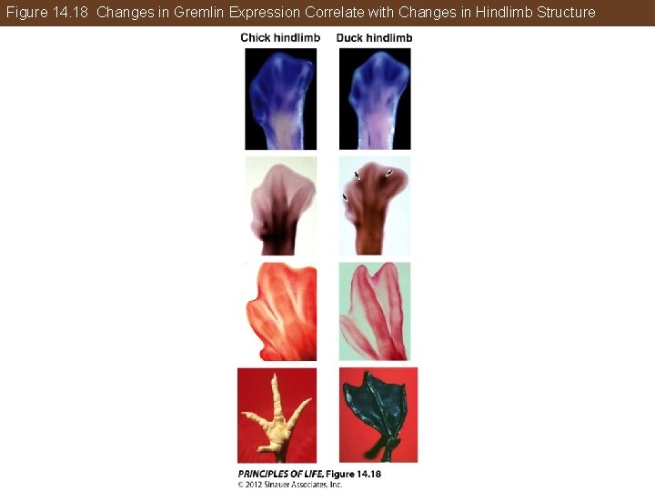 Figure 14. 18 Changes in Gremlin Expression Correlate with Changes in Hindlimb Structure 