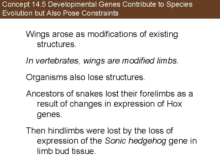 Concept 14. 5 Developmental Genes Contribute to Species Evolution but Also Pose Constraints Wings
