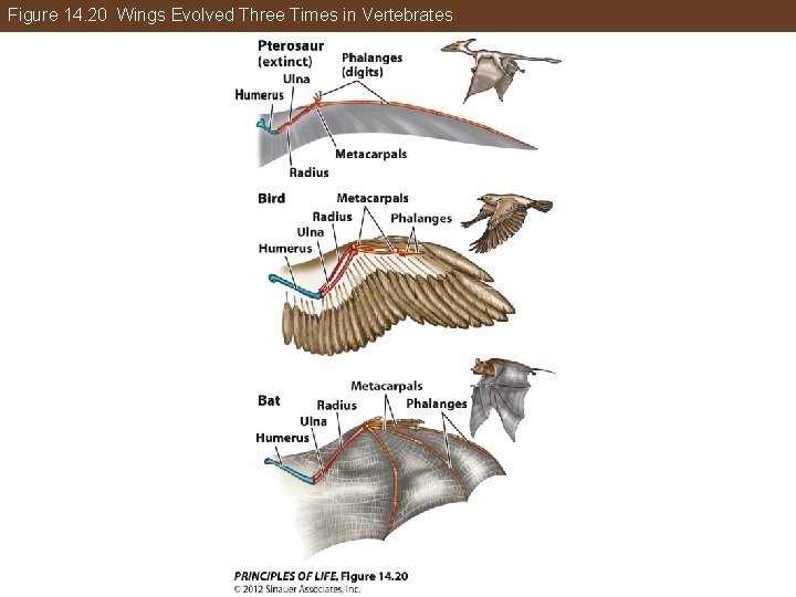 Figure 14. 20 Wings Evolved Three Times in Vertebrates 