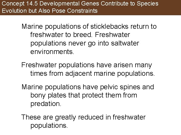 Concept 14. 5 Developmental Genes Contribute to Species Evolution but Also Pose Constraints Marine
