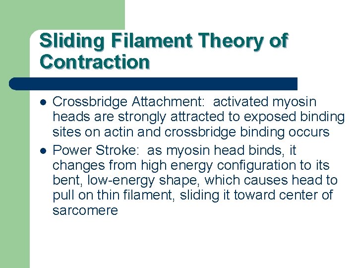 Sliding Filament Theory of Contraction l l Crossbridge Attachment: activated myosin heads are strongly