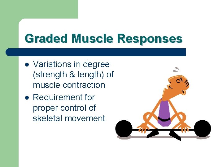 Graded Muscle Responses l l Variations in degree (strength & length) of muscle contraction