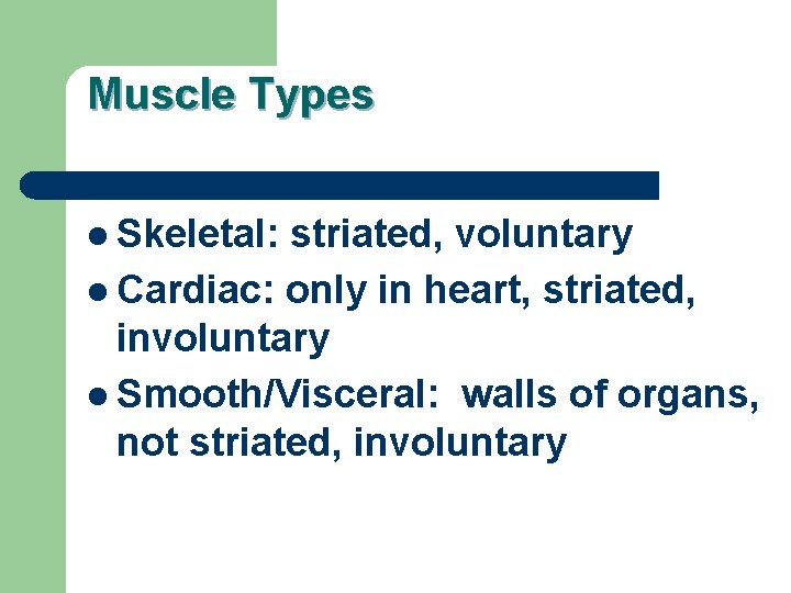 Muscle Types l Skeletal: striated, voluntary l Cardiac: only in heart, striated, involuntary l