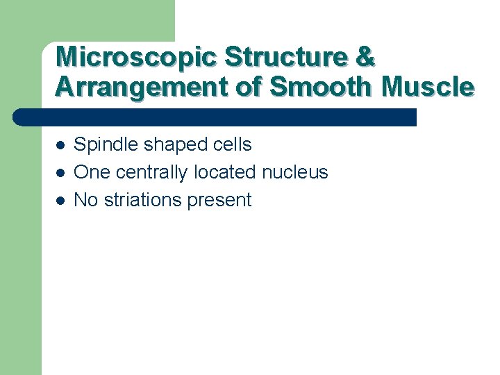 Microscopic Structure & Arrangement of Smooth Muscle l l l Spindle shaped cells One