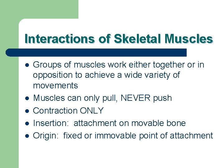 Interactions of Skeletal Muscles l l l Groups of muscles work either together or