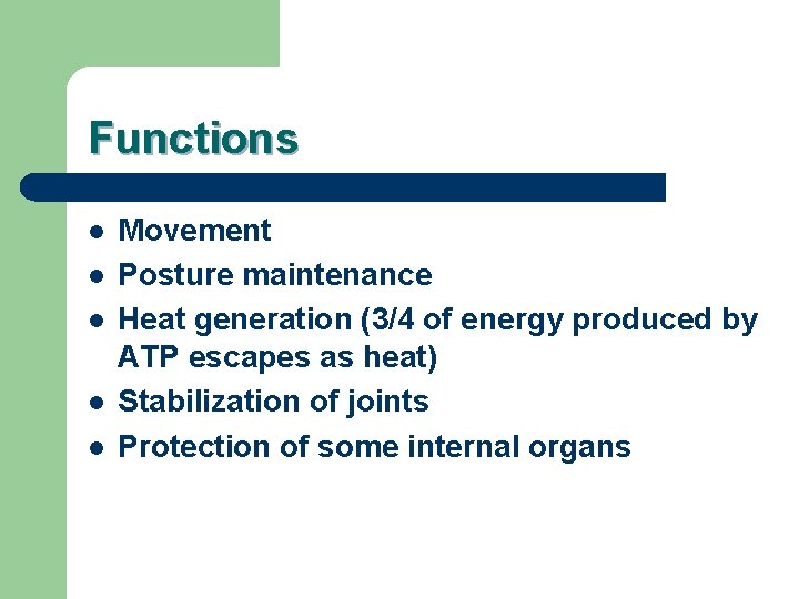 Functions l l l Movement Posture maintenance Heat generation (3/4 of energy produced by