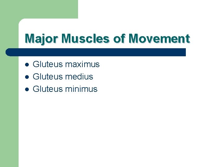 Major Muscles of Movement l l l Gluteus maximus Gluteus medius Gluteus minimus 