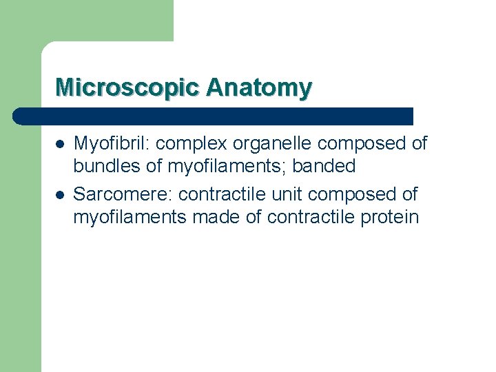 Microscopic Anatomy l l Myofibril: complex organelle composed of bundles of myofilaments; banded Sarcomere: