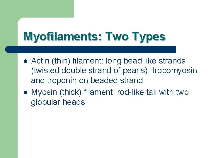 Myofilaments: Two Types l l Actin (thin) filament: long bead like strands (twisted double