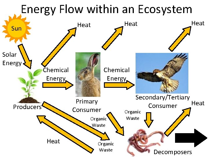 Energy Flow within an Ecosystem Sun Solar Energy Heat Chemical Energy Primary Consumer Producers