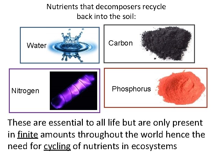 Nutrients that decomposers recycle back into the soil: Water Nitrogen Carbon Phosphorus These are