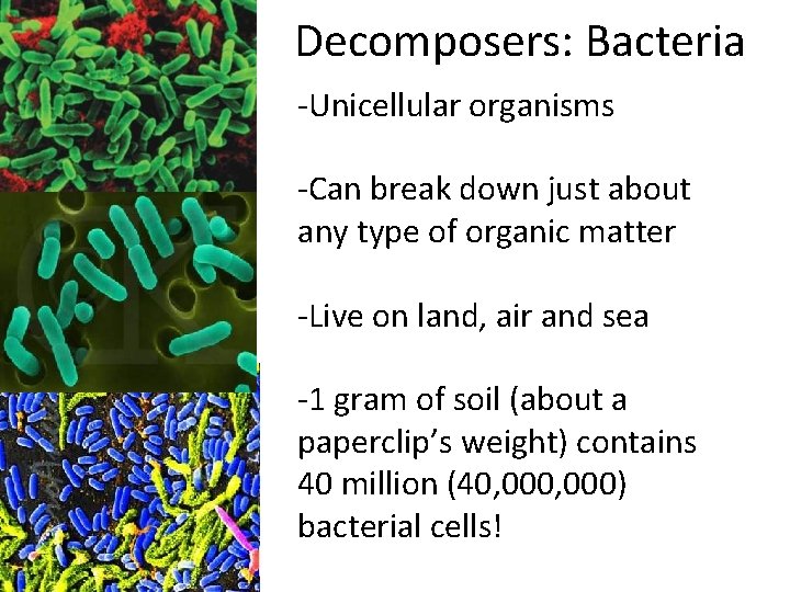 Decomposers: Bacteria -Unicellular organisms -Can break down just about any type of organic matter