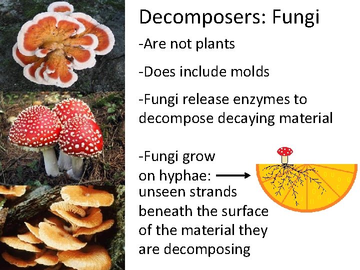 Decomposers: Fungi -Are not plants -Does include molds -Fungi release enzymes to decompose decaying