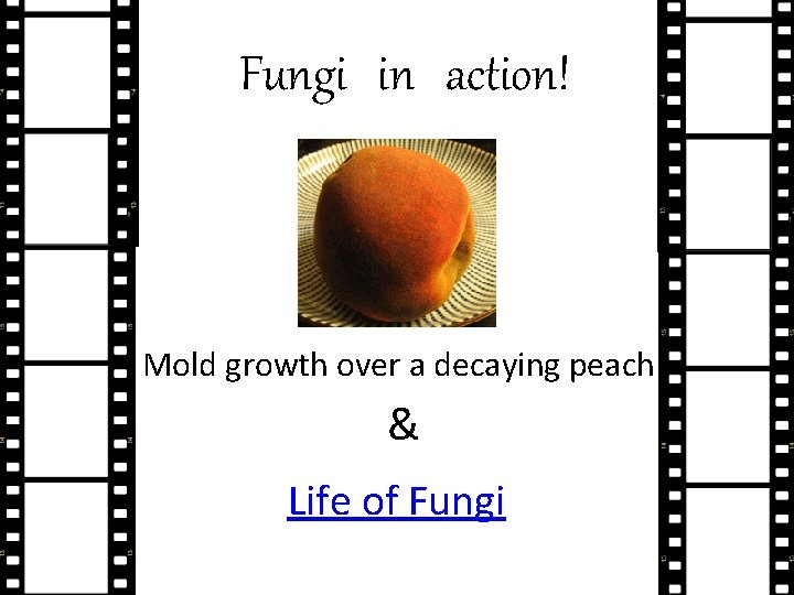 Fungi in action! Mold growth over a decaying peach & Life of Fungi 
