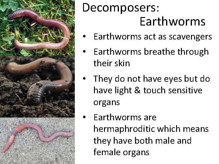 Decomposers: Earthworms • Earthworms act as scavengers • Earthworms breathe through their skin •