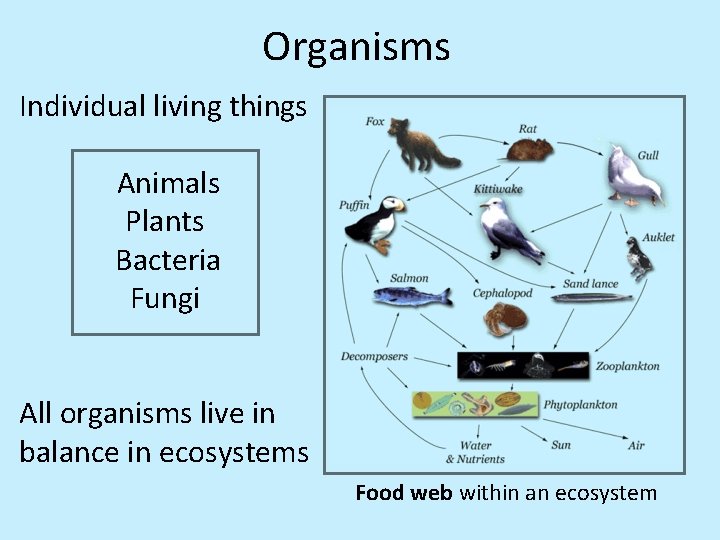 Organisms Individual living things Animals Plants Bacteria Fungi All organisms live in balance in