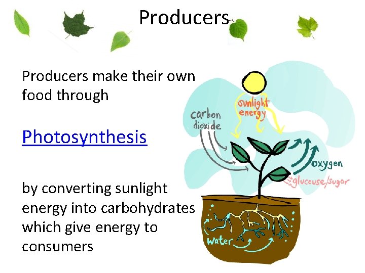 Producers make their own food through Photosynthesis by converting sunlight energy into carbohydrates which