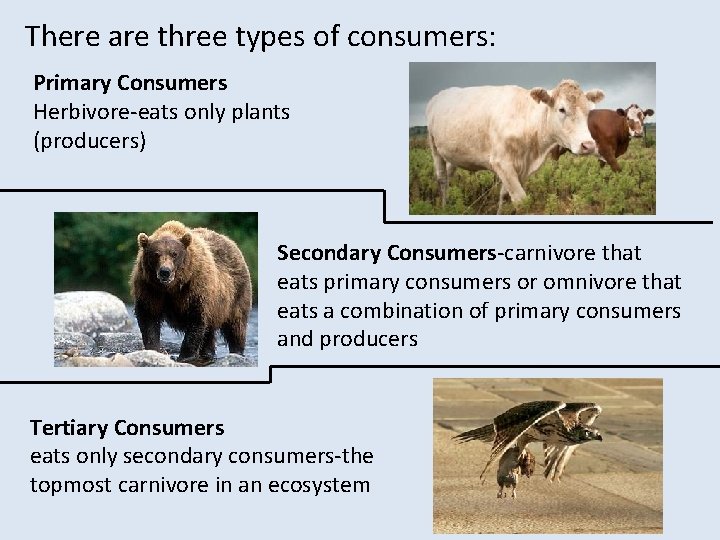 There are three types of consumers: Primary Consumers Herbivore-eats only plants (producers) Secondary Consumers-carnivore
