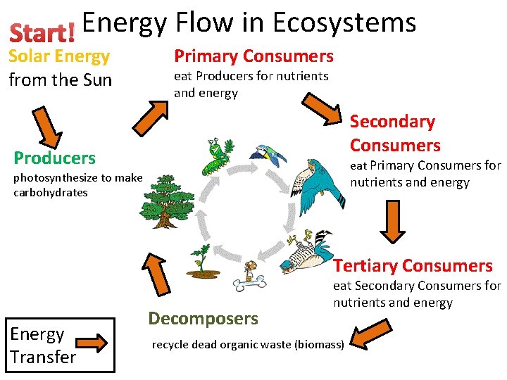 Start! Energy Flow in Ecosystems Solar Energy from the Sun Primary Consumers eat Producers