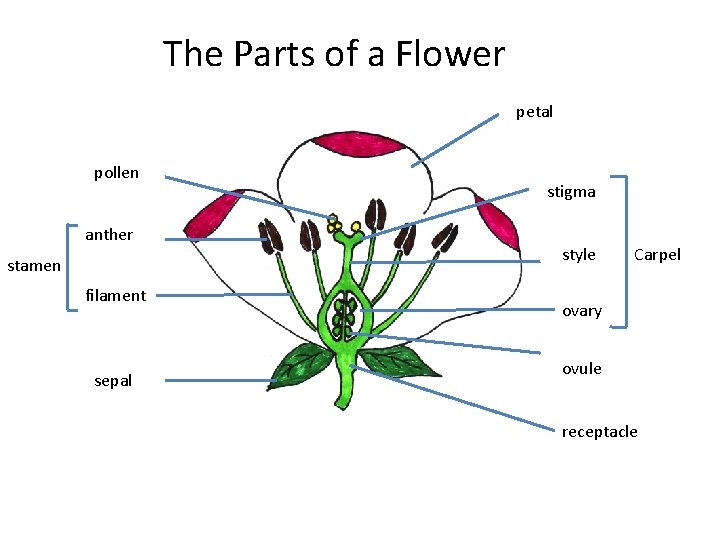 The Parts of a Flower petal pollen anther stamen filament sepal stigma style Carpel