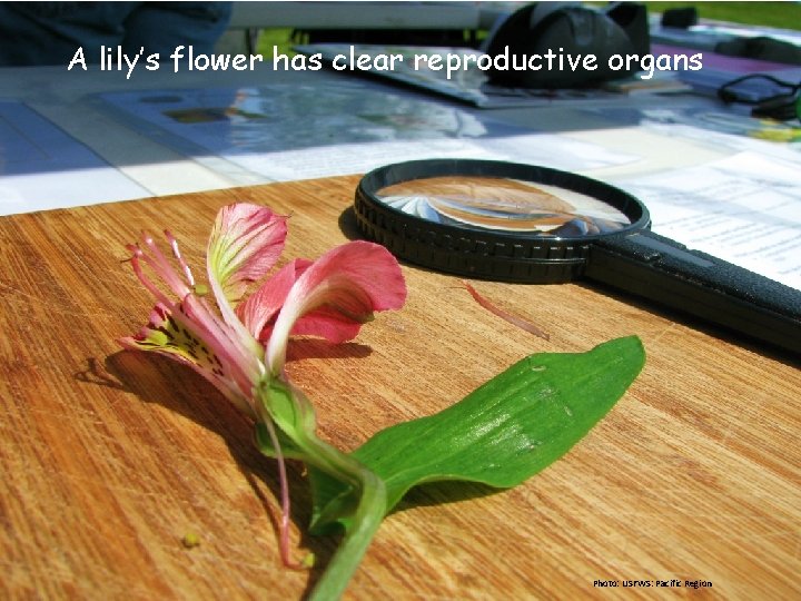 A lily’s flower has clear reproductive organs Photo: USFWS: Pacific Region 