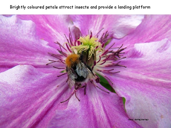 Brightly coloured petals attract insects and provide a landing platform Photo: Darling Starlings 