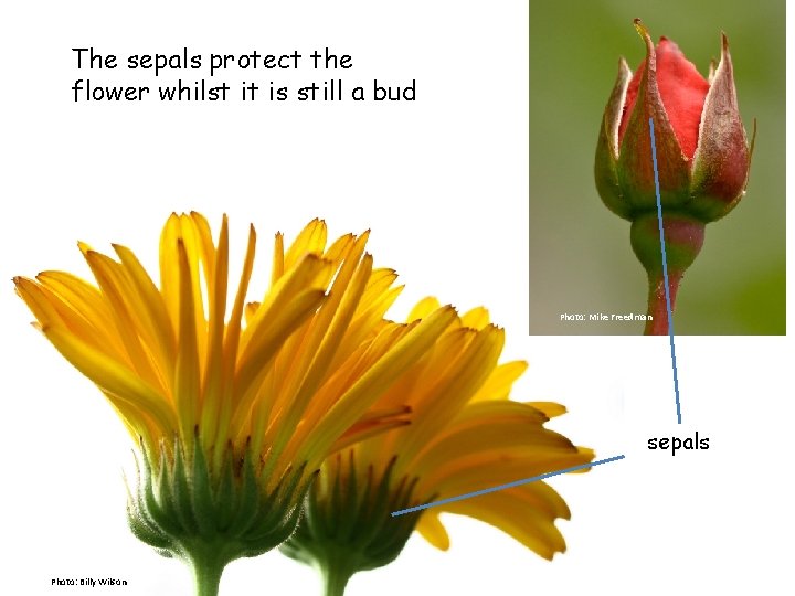 The sepals protect the flower whilst it is still a bud Photo: Mike Freedman