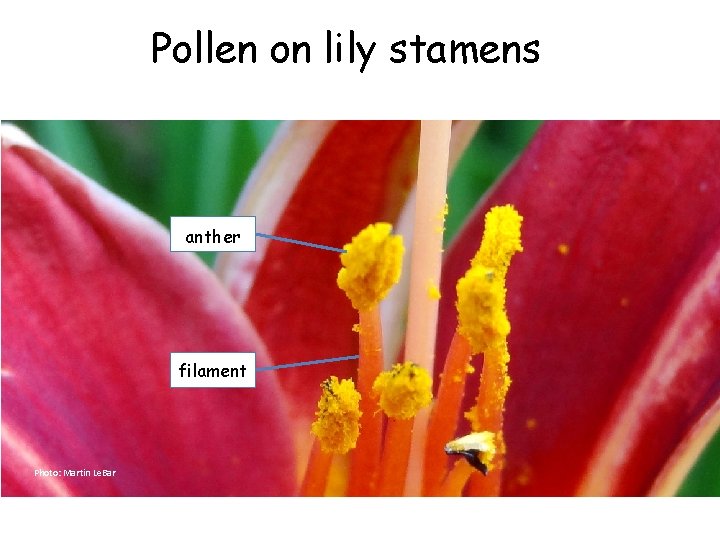 Pollen on lily stamens anther filament Photo: Martin Le. Bar 