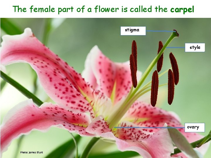 The female part of a flower is called the carpel stigma style ovary Photo: