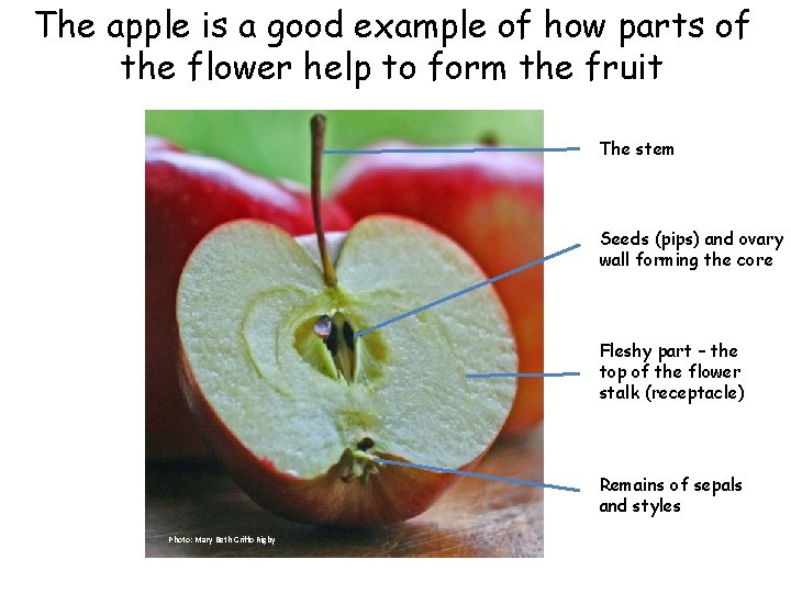 The apple is a good example of how parts of the flower help to