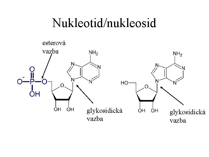 Nukleotid/nukleosid esterová vazba glykosidická vazba 