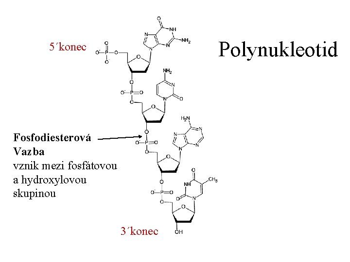 Polynukleotid 5´konec Fosfodiesterová Vazba vznik mezi fosfátovou a hydroxylovou skupinou 3´konec 