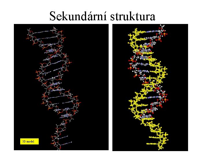 Sekundární struktura 3 D model 