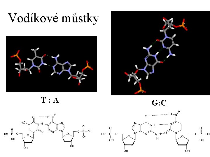 Vodíkové můstky T: A G: C 