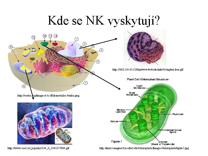 Kde se NK vyskytují? http: //202. 114. 65. 51/fzjx/wsw/website/mit/cb/org/nucleus. gif http: //sestra. org/images/c/cc/Eukaryoticka-bunka. png