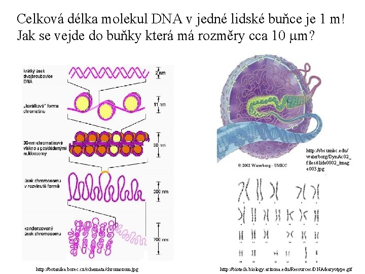 Celková délka molekul DNA v jedné lidské buňce je 1 m! Jak se vejde