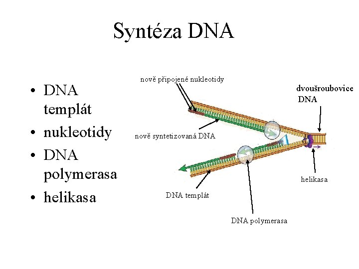 Syntéza DNA • DNA templát • nukleotidy • DNA polymerasa • helikasa nově připojené