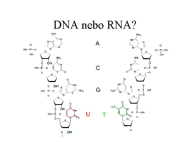 DNA nebo RNA? 