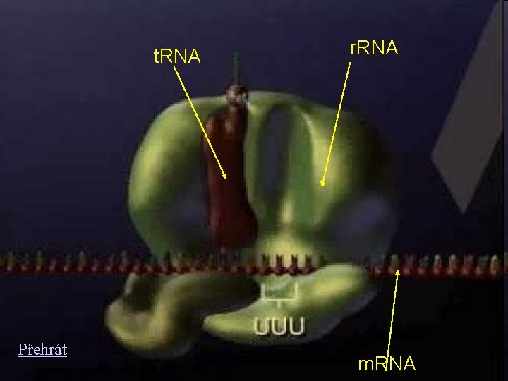 t. RNA Přehrát r. RNA m. RNA 