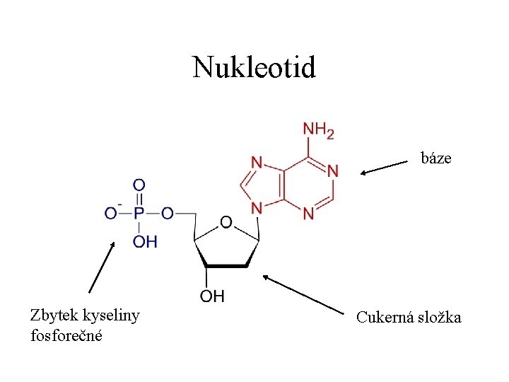 Nukleotid báze Zbytek kyseliny fosforečné Cukerná složka 